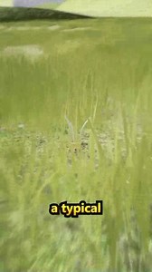 Goat Tongue Method 😱 | Simpli-Ed