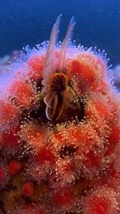Many are surprised to learn that Barnacles are actually alive!! They are crustaceans which means they’re related to crabs and shrimp. Barnacles have no gills; they breathe having oxygen diffuse through their cirri (legs) and exoskeleton. A wild and fascinating fact about barnacles is they have the largest penis to body ratio out of ALL animals in the world (can be 8 times longer than their body-peep the end of the video🤯)!! They use this appendage to reproduce with distant barnacles. Unfortunat