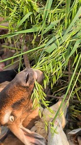 Pregnant Goat Enjoying Fresh Barley Grass | Sami Loft & FarmHouse