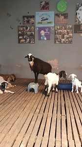 29K views · 1.2K reactions | Ngah borak Ngan Teha tiba2 Ada Tugu Negara kt Belakang #kambingyanganeh | Kambing Yang Aneh | Facebook