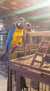 #Macaw at Elixir Zoo at #Elixir #Zoo #ElixirZoo #Zoo #Karachi #TheElixirZoo #ElixirPrivateZoo #TheElixirPrivateZoo | The Elixir Private Zoo