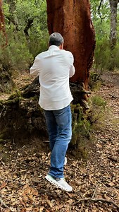 16K views · 3.8K reactions | Deep inside the wild forests of Quercus suber (cork oak) in Tunisia. Capturing nature’s raw beauty, ancient trees. Stay tuned for one movie every night on NGNO YouTube channel #MissionNature #Tunisia #QuercusSuber #MadeByNature #AnthonyRahayel #marcbeyrouthy #naturebymarcbeyrouthy #madebynature #nature #nogarlicnoonions | Nature by Marc Beyrouthy | Facebook