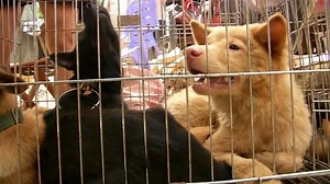 Chinese City Prepares for Annual Dog Meat Festival