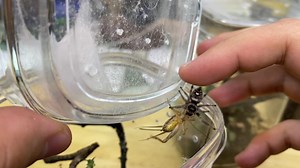 Meet my new female regal jumping spider (Phidippus regius)! Today I am FINALLY doing an update on my pet regal jumping spiders (Phidippus regius)! I'll show you how I raised my babies into adults/juveniles and then we'll feed my 3 adult spiders! Hope you enjoy it! (Link to full video in comments) | Reptiliatus