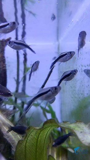 Black Penguin Tetra!! 🐟🐟 #AzadFisheries #reelsvideo #reelsfb #tank #tetra | Azad Fisheries
