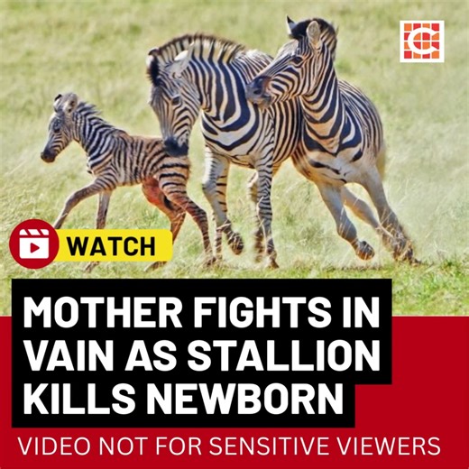 Caxton Network News | Watch: Baby zebra killed in brutal infanticide attack Video and story here: https://www.citizen.co.za/network-news/video_of_the_day/watch-baby-zebra-killed-in-brutal-infanticide-attack/ | Soweto Urban News | Facebook