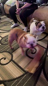 Cindy Duke well it isn’t Callie but i believe she sent a tiny bit of herself to live inside of Lexi to enjoy the mail / Box destruction❤️ | Bulldog Charming Charlie