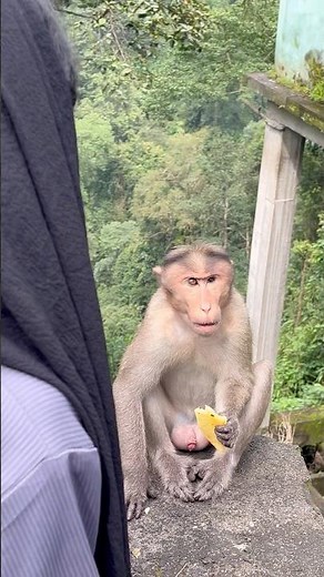 🐒🙊😁പാത്തൂ കൊരങ്ങന് പൈനാപ്പിള്🍍കൊടുത്തത് കണ്ടോ🥰 #nature #travel #love #peace #kadalumnilavum ❤️