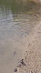 #trout #troutfishing | Indian Lake