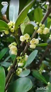 #Garcinia Subelliptica  #Fukugi Tree #กาซิเนีย...