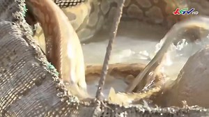 Cho cá chạch lấu và cá Koi “Ở chung nhà” Cá chạch lấu và cá Koi… 2 loại thủy sản tưởng chừng chẳng liên quan gì với nhau lại được một nông dân ở huyện Cai Lậy, tỉnh Tiền Giang cho… ở chung nhà. Cách làm táo bạo, lạ đời lại mang đến hiệu quả bất ngờ… giúp nông dân này theo đuổi đến cùng định hướng làm nông nghiệp sạch, nông nghiệp tuần hoàn. #cáchạchlấu #cáKoi #môhình #truyenhinhhaugiang #Hgtv #haugiangtivi | Miền gạo trắng nước trong