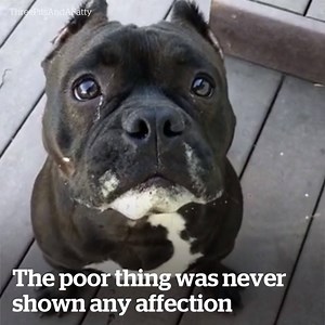 114K views · 947 reactions | The happiest bulldog you will ever see!  | Lovimals | Facebook