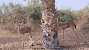 Dubai (UAE) | Dubai Dhow Cruise
