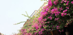 Hoa Tím Ngày Xưa - Lam Trường | NHAC.VN