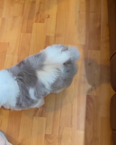 13 reactions · 4 comments | Look that this cuteness overload. Female Standard Sheepadoodle. 8 wks on Dec 27th. McHenry, MD or deliver to Frederick, MD. 301-501-1818 TLCbytheLake.com #TLCbytheLake #sheepadoodlelove #sheepadoodles #sheepadoodlepuppies #sheepadoodlesofinstagram | TLC by the Lake Poodles and Doodles | Facebook