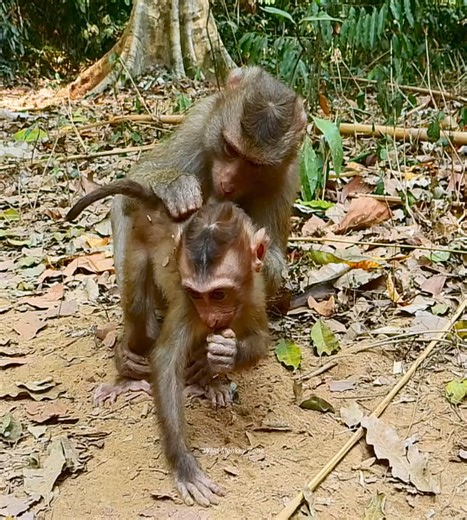 OMG Cry louder as has less milk for baby even wean full nothing | Wild Monkey Zone