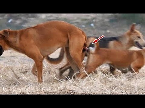 Dogs mating harder compilation #6