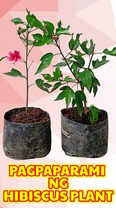 Hibiscus or Gumamela plant propagation #KabayangManny #Hibiscus #Gumamela #HibiscusPropagation #PlantPropagation #GrowYourOwn #HibiscusCuttings #DIYPropagation #GardenProject #FloralPropagation #HibiscusGardening #PropagateWithLove #GreenThumb #GardenHacks #UrbanGardening #HibiscusBlooms #HibiscusTips #Gardening101 #PropagationSuccess #FloralGrowth #HibiscusNursery #GardenersCommunity #PlantParenting | Kabayang Manny