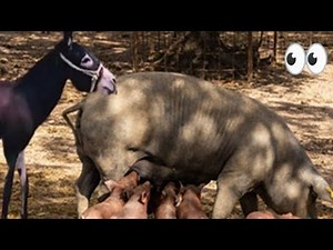 Donkey and Pig | Want to Know the Secret to Donkey and Pig Coexistence? Watch Now!