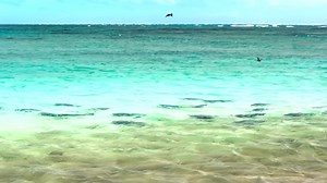 439K views · 16K reactions | Surprising Ocean Predators: Secrets of the Deep Wild | Exploring Wild Nature | Facebook