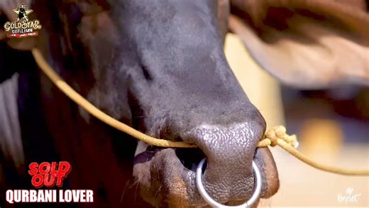 9.2K views · 121 reactions |  *الحمداللہ*  MASHA ALLAH ANOTHER BULL FROM *GOLDSTAR CATTLE FARM* is *SOLD_OUT* to *قربانی_Lover* ALLAH PAK QURBANI QABOOL FARMAE AMEEN Masha Allah,❤️ #DALFACOCMEMBER #DAFIANS #GOLDSTARCATTLEFARM #2024 | Cattle Vision | Facebook