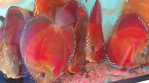 Cuipeua x | Chens Discus UK