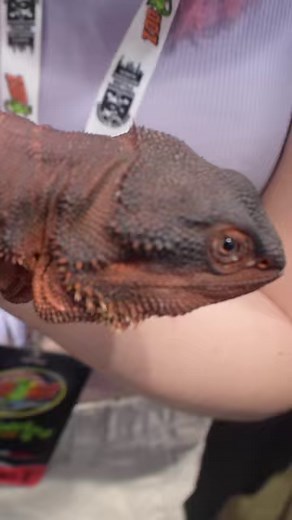 #catching #confronting #predator #sting #operation #investigation #scam #scambait #scambaiter #scambaiting #trilogymedia #trilogymediainc | Trilogy Media