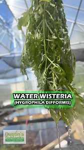 Get ready for a tank makeover with Water Wisteria! This hard-to-kill plant is perfect for newbies and seasoned aquarists alike. Its unique ruffled foliage adds texture to your tank, while its long flowing roots provide hiding spots for fish. Don't miss out - grab yours today! #WaterWisteriaLove #AquariumMakeover | Dustin's Fishtanks