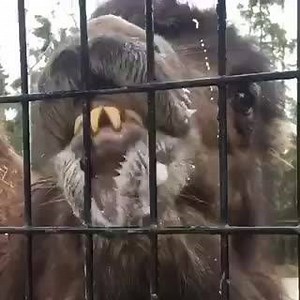 Bactrian camel kisses just for you! Happy Tuesday!! Video taken by Alaska Zoo Keeper Sammi Castle. | The Alaska Zoo