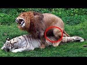 801K views · 173 shares | The best collection of animals mating around the world | The World Of Animals | Facebook