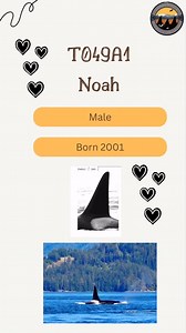 18 reactions | #orca #killerwhale #vancouverisland #landbasedwhalewatching #orca #canada #britishcolumbia | Comox Valley Wildlife Sightings | Facebook