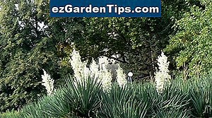 Как да премахнете растенията Юка 🌱 Съвети Градинари - Bg.ezGardenTips.com