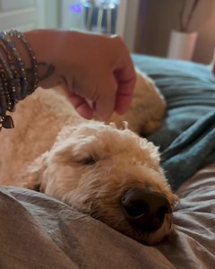 SLEEPY BEE POST… We’re in full firework panic prevention mode. Kozmo has always been terrified of fireworks…problematic as a Service Dog who’s supposed to be a calming force to his boy during any given storm. The tables have turned over the years and now Izzy and I care for retired Kozmo in his golden years. Knowing his anxiety amplifies during fireworks we’ve already turned on his favorite calming music, have him cozy in my bed with me in a closed room and I have slathered his face/nose/ears in