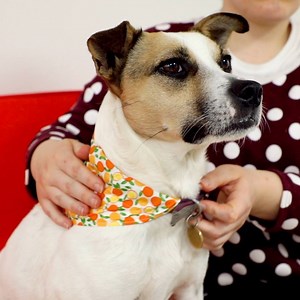 3.3M views · 4.5K shares | Give your dog a better life than you with these homemade goodies   | Craft Factory | Facebook