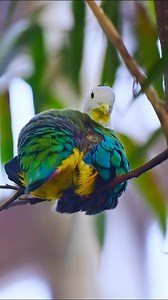 22K views · 233 reactions | When rarity meets elegance, this pigeon...