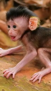 Adorable baby monkey 😍🥰 @everyone | Vlog Monkey