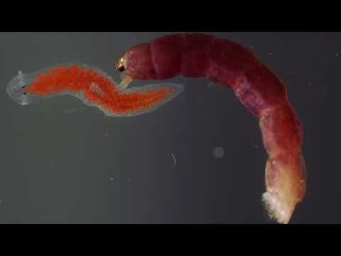 Freshwater planarian flatworm (Girardia tigrina) feeding on a piece of bloodworm