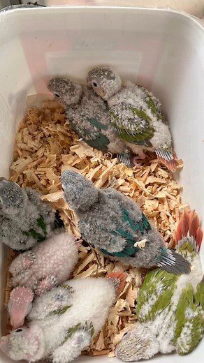 Tails and Feathers | Cockatiel Conure | Tamed birds Chennai on Instagram: "Small conure hand feeding chicks Pineapple conure Blue pineapple conure Blue green conure Yellow sided conure #chennai #tamedbirds #tailsandfeathers #conurecare #conuretraining #handfeedingbirds #greencheekconure #conuresofinstagram #cockatiel"
