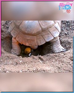 Observe the slow and amazing process of a tortoise laying eggs | Booty Fans | Facebook