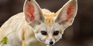 Name The Big-Eared Animals!