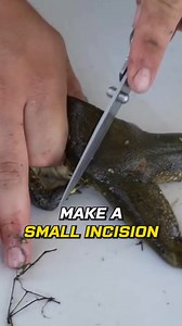 10K views · 164 reactions | Processing a Frog for Cooking – Step-by-Step Guide  #BullfrogHunting #CatchAndCook #EpicAdventures #OutdoorCooking #FishingVlog #NatureLovers #WildFood #AdventureAwaits #ExploreOutdoors #HuntingLife | Andrew Flair | Facebook
