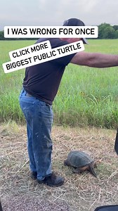 20K views · 579 reactions | Our attempt to rescue the biggest turtle...