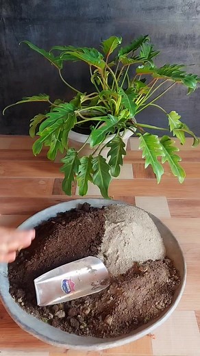 Philodendron Burle Marx: How to Repot Your Plant for Optimal Growth #repotting #Philodendron | Flower lovers