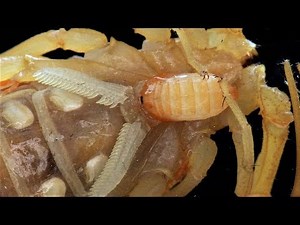 Scorpions Being Born (Extreme macro)