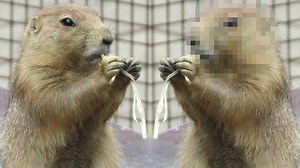 Bilder verpixeln: So gehts kostenlos am PC & Smartphone