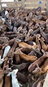 2.2K views · 45 reactions | Beautiful Cow pictures on Reels | Facebook