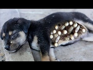 #Animalrescue Mangoworm Removal Compilation, Vet Treat To Dog From Worm