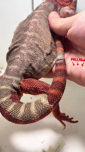 Lizard Molting Hack: Tips for Smoother Shedding