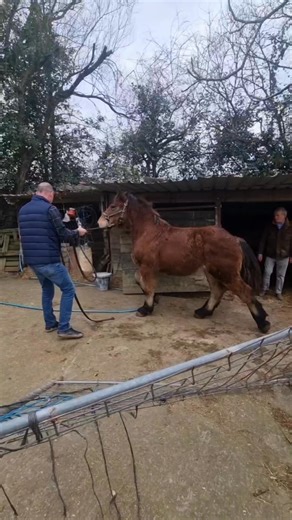 Strong horses/ Caballos fuertes on Reels