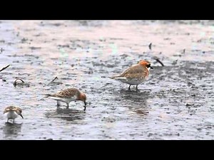 蒙古鴴, Lesser sand plover, メダイチドリ